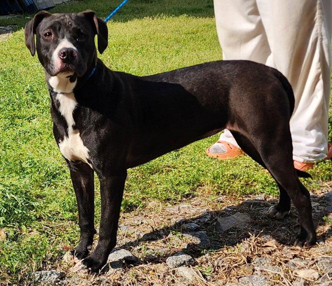 Enlarge 251418  Baby Girl, a Adoptable mixed breed in Wetumpka, AL image 2/3