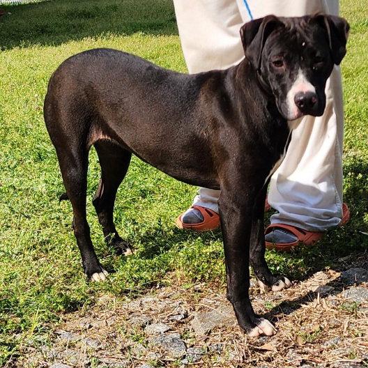 Enlarge 251418  Baby Girl, a Adoptable mixed breed in Wetumpka, AL image 3/3