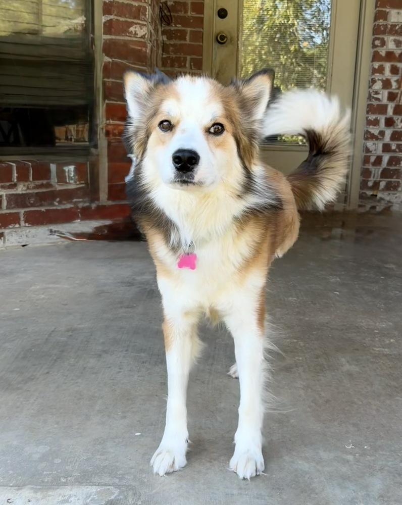 Bobo, Adoptable, Adult Male Corgi & Australian Shepherd.