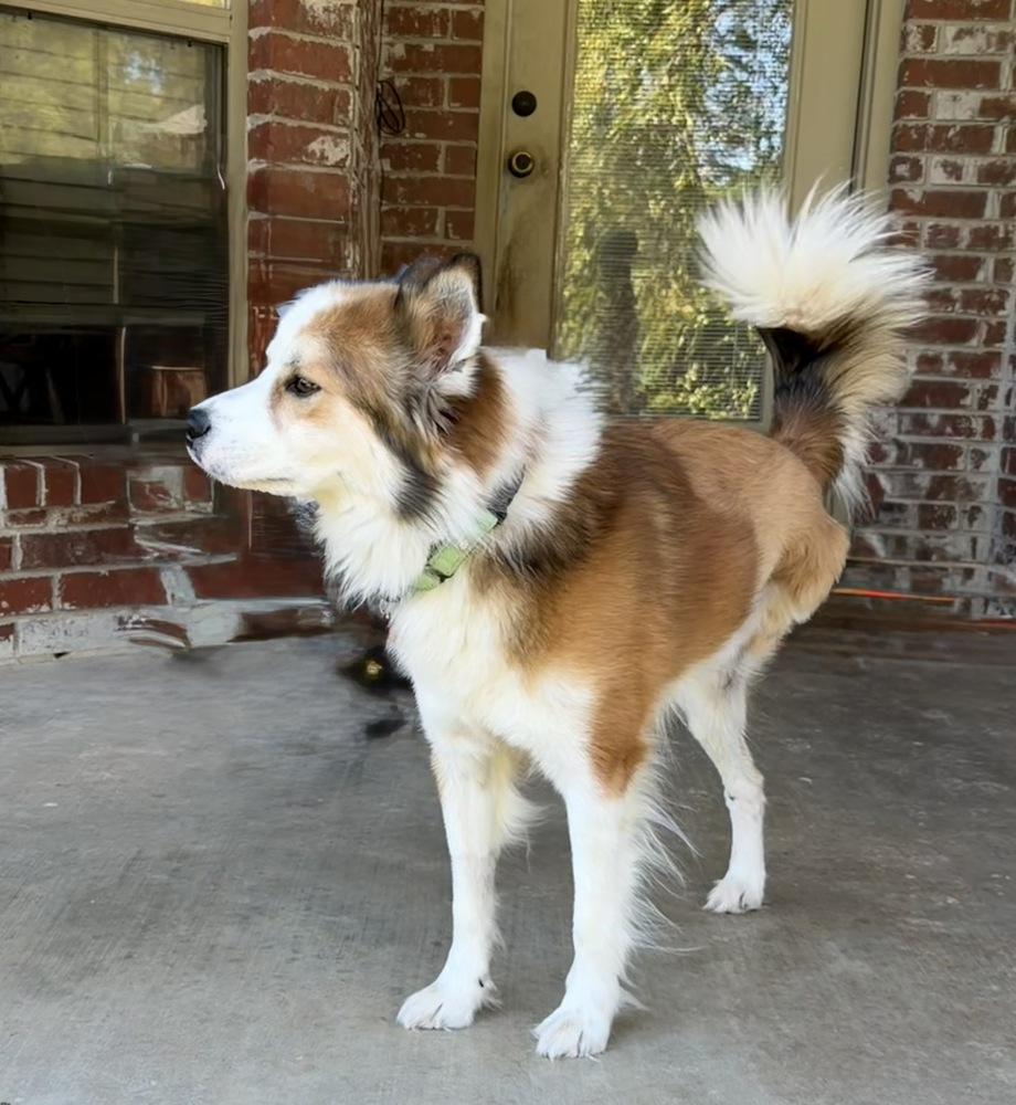 Bobo, a Adoptable mixed breed in Boston, MA image 2/6
