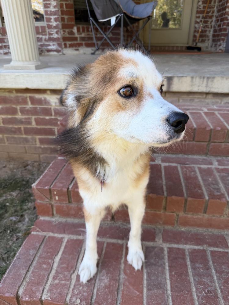 Bobo, a Adoptable mixed breed in Boston, MA image 3/6