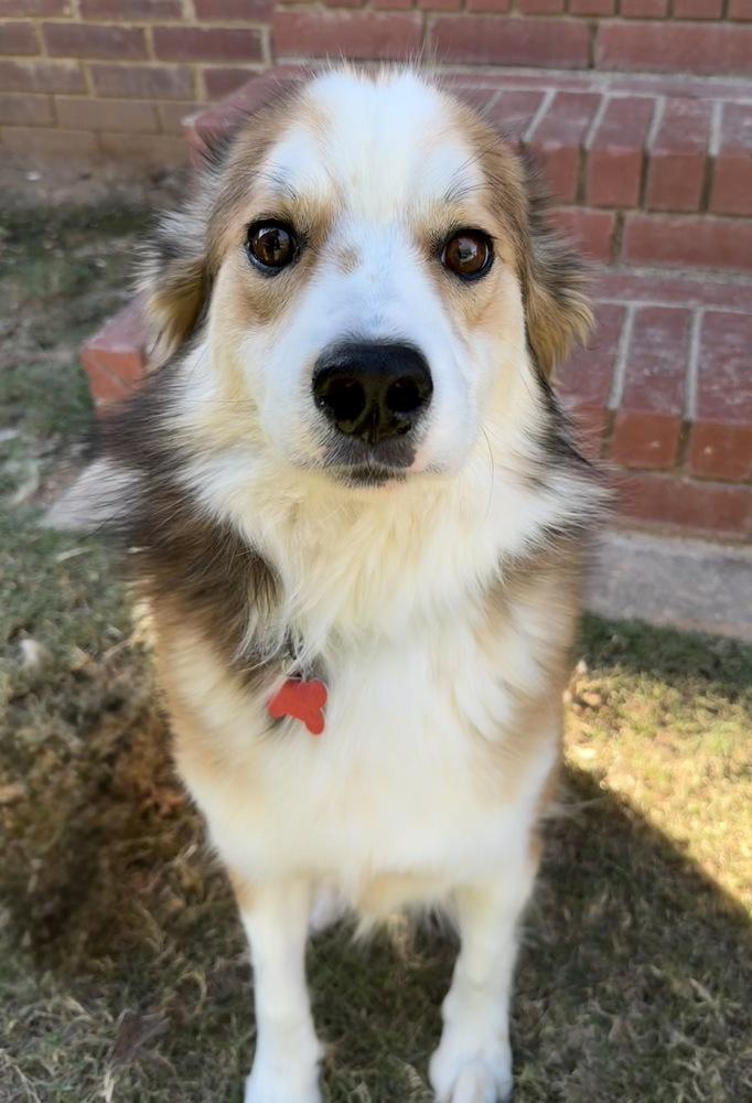 Bobo, a Adoptable mixed breed in Boston, MA image 4/6