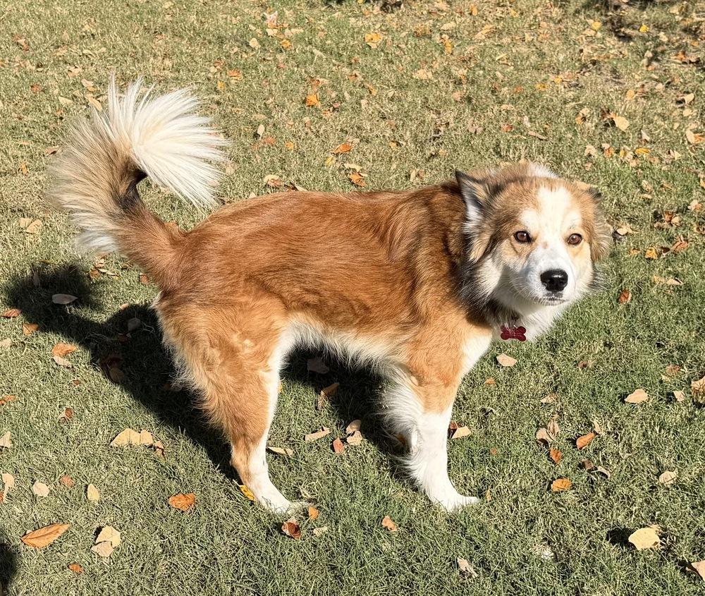 Bobo, a Adoptable mixed breed in Boston, MA image 5/6