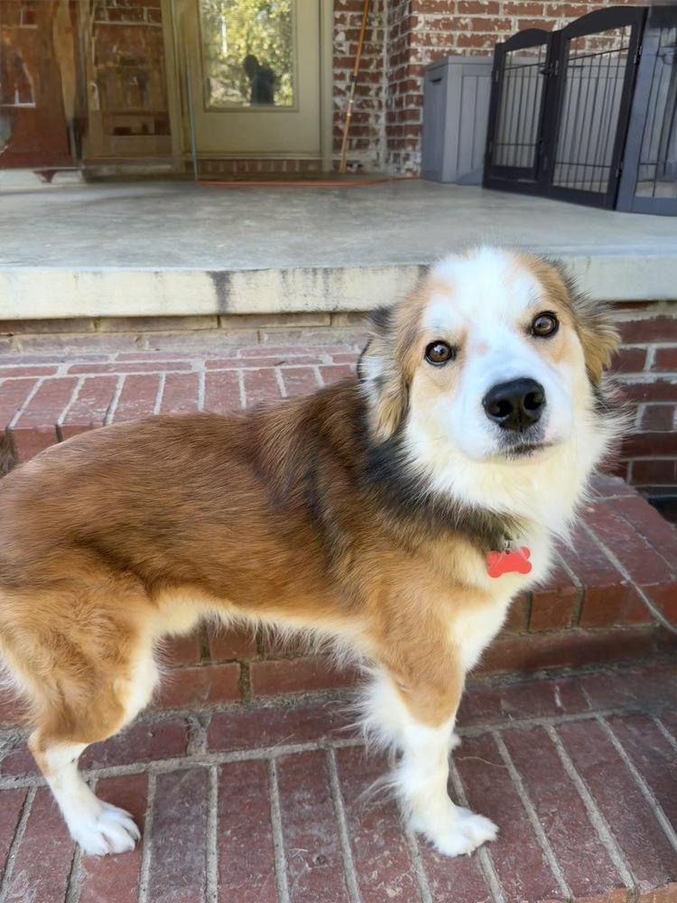 Bobo, a Adoptable mixed breed in Boston, MA image 6/6