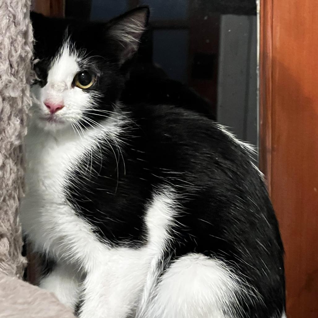 Domino, Adoptable, Adult Female Domestic Medium Hair.