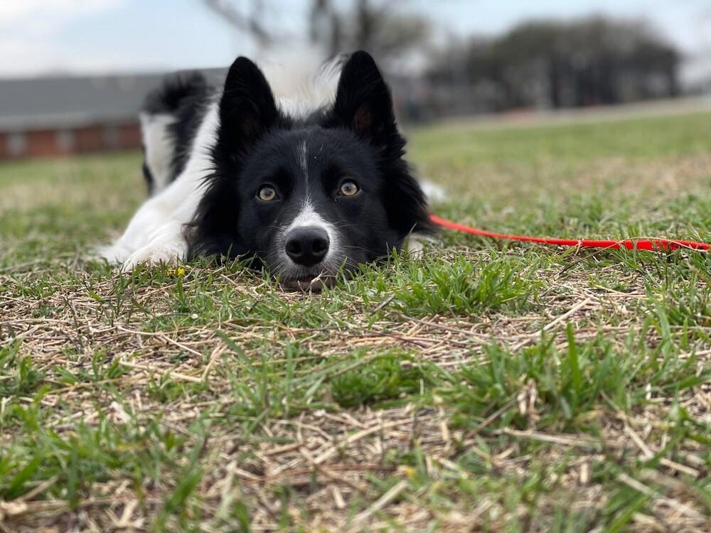 Quinn #876, Adoptable, Adult Male Border Collie.