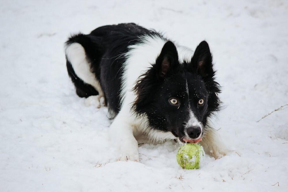 Enlarge Quinn #876, a Adoptable Border Collie in Allen, TX image 2/4