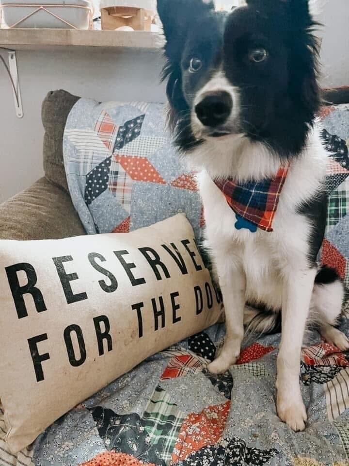 Enlarge Quinn #876, a Adoptable Border Collie in Allen, TX image 3/4