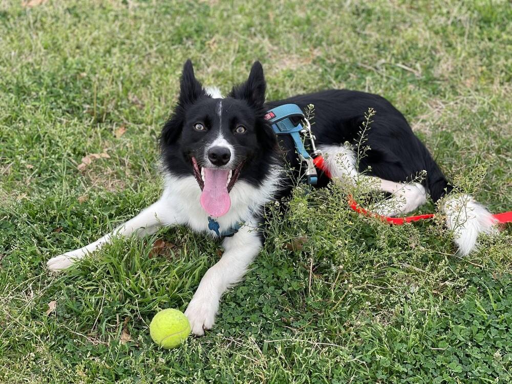 Enlarge Quinn #876, a Adoptable Border Collie in Allen, TX image 4/4