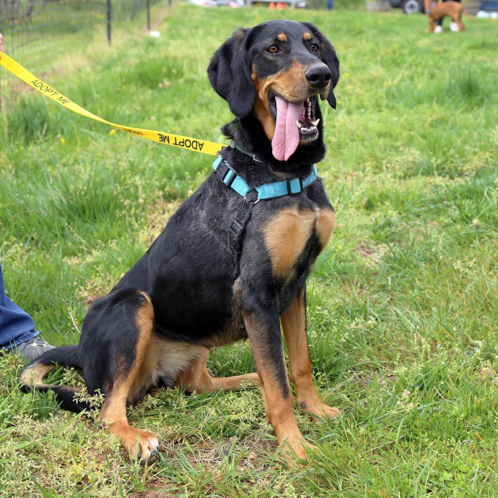 Nikki, Adoptable, Adult Female German Shorthaired Pointer & German Shepherd Dog.