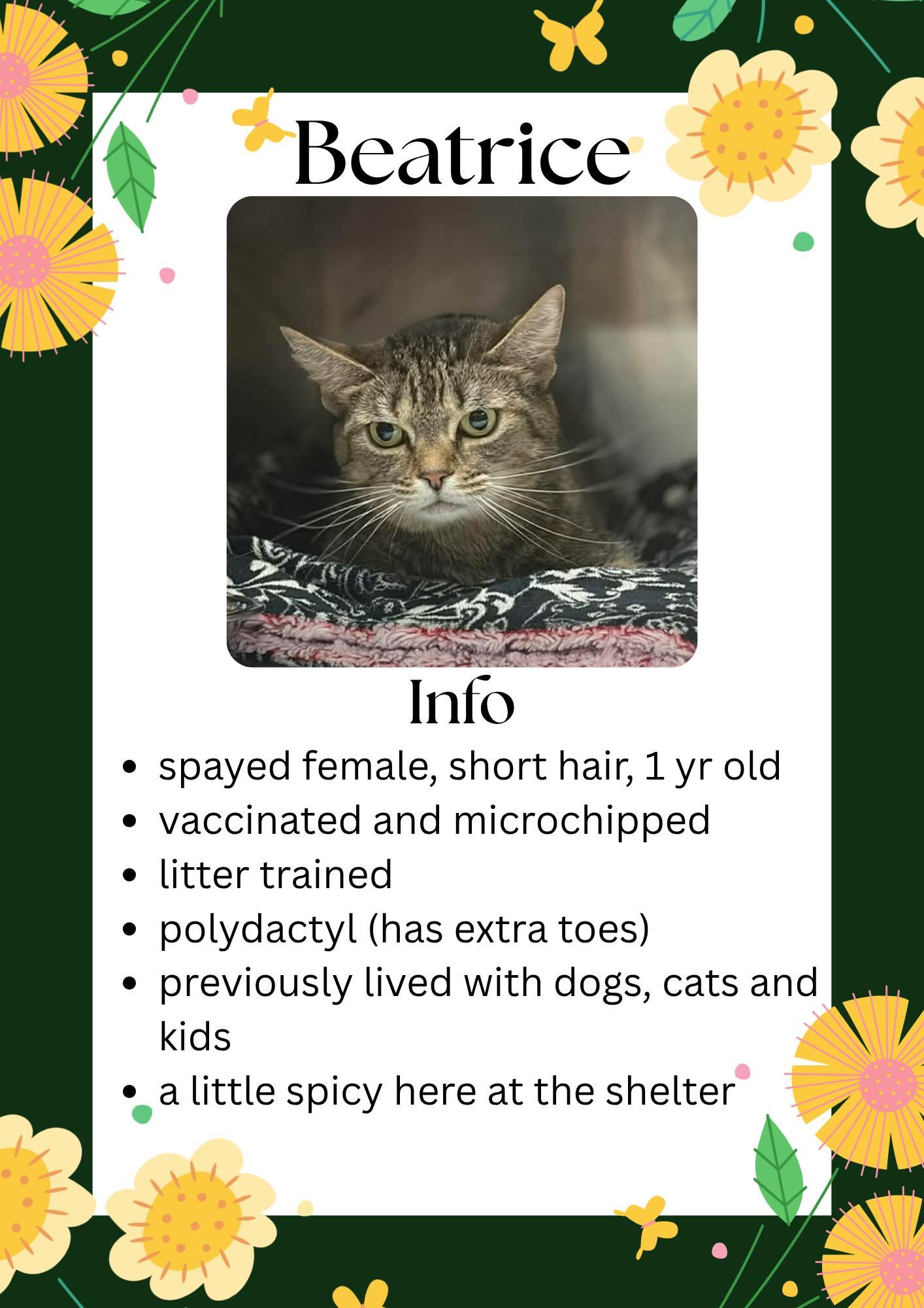 Enlarge Beatrice, a ADOPTABLE Domestic Short Hair in Greensburg, IN image 1/1