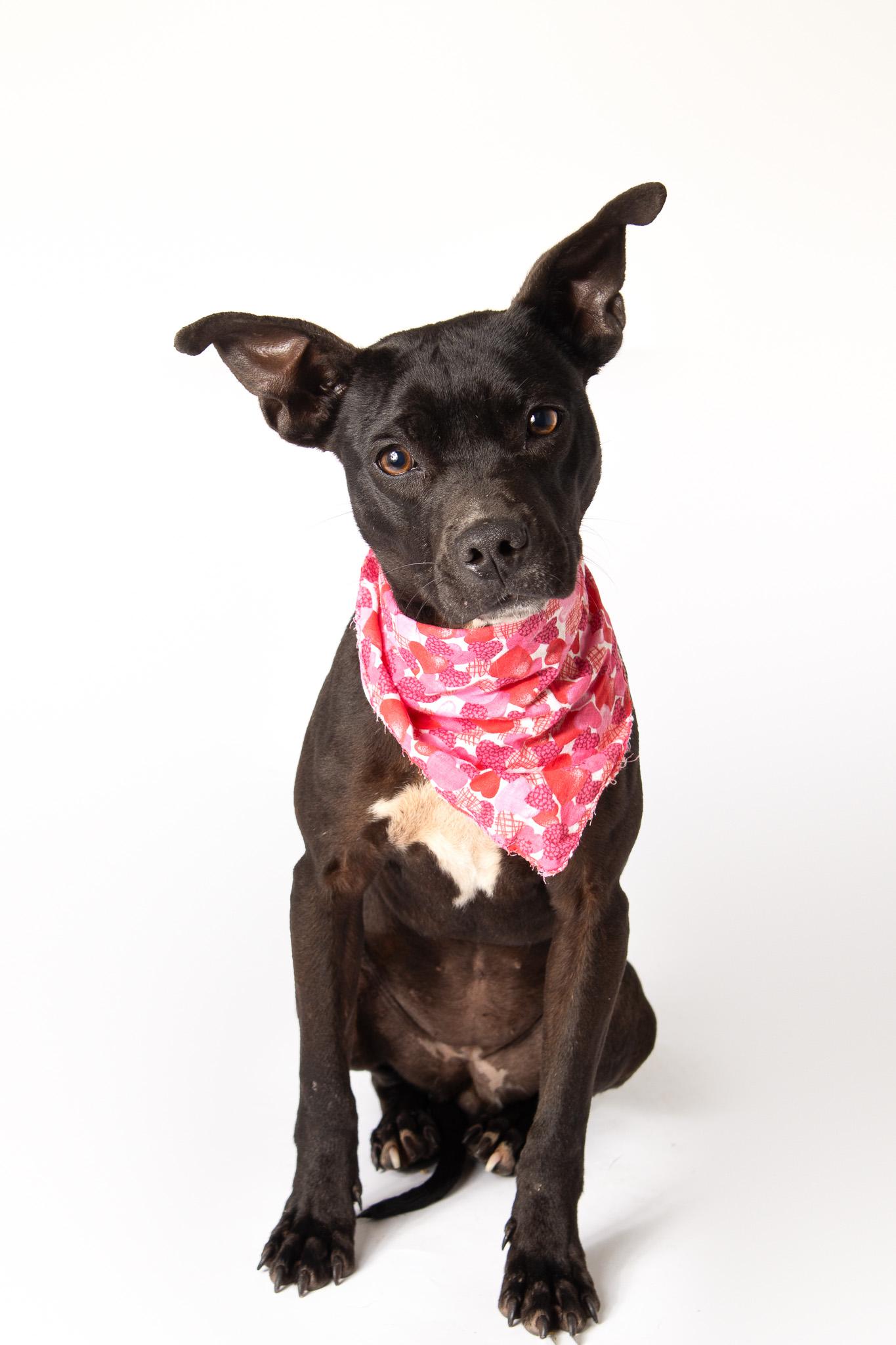Aloka , ADOPTABLE, Adult Female Pit Bull Terrier.