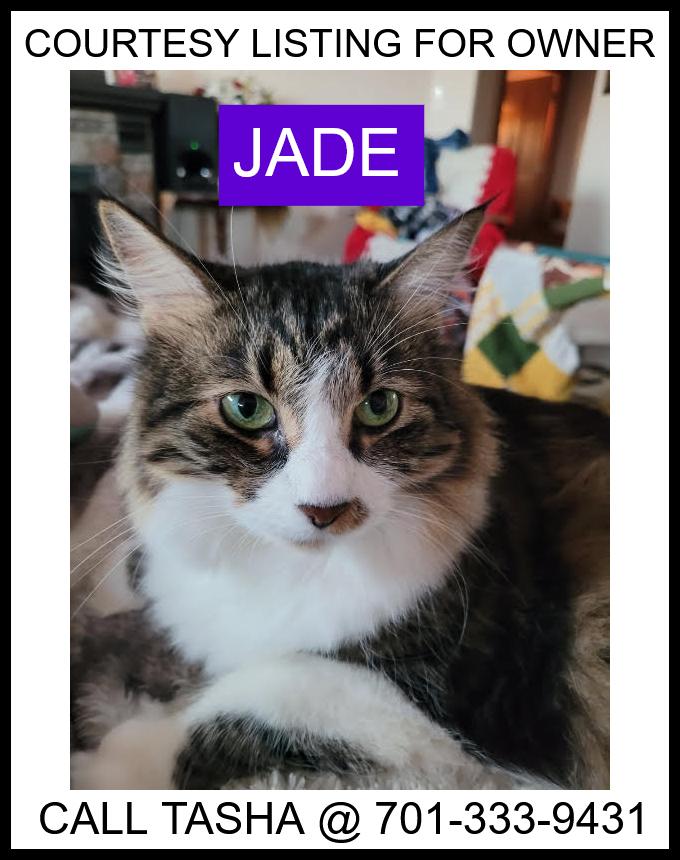 Enlarge Jade - COURTESY LISTING, a ADOPTABLE Domestic Medium Hair in Valley City, ND image 1/1