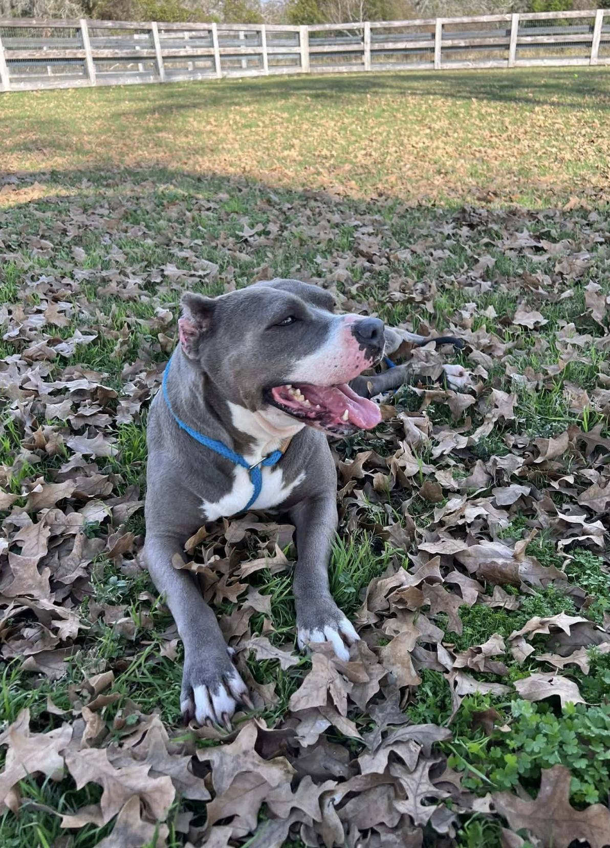 Star — thumbnail 2