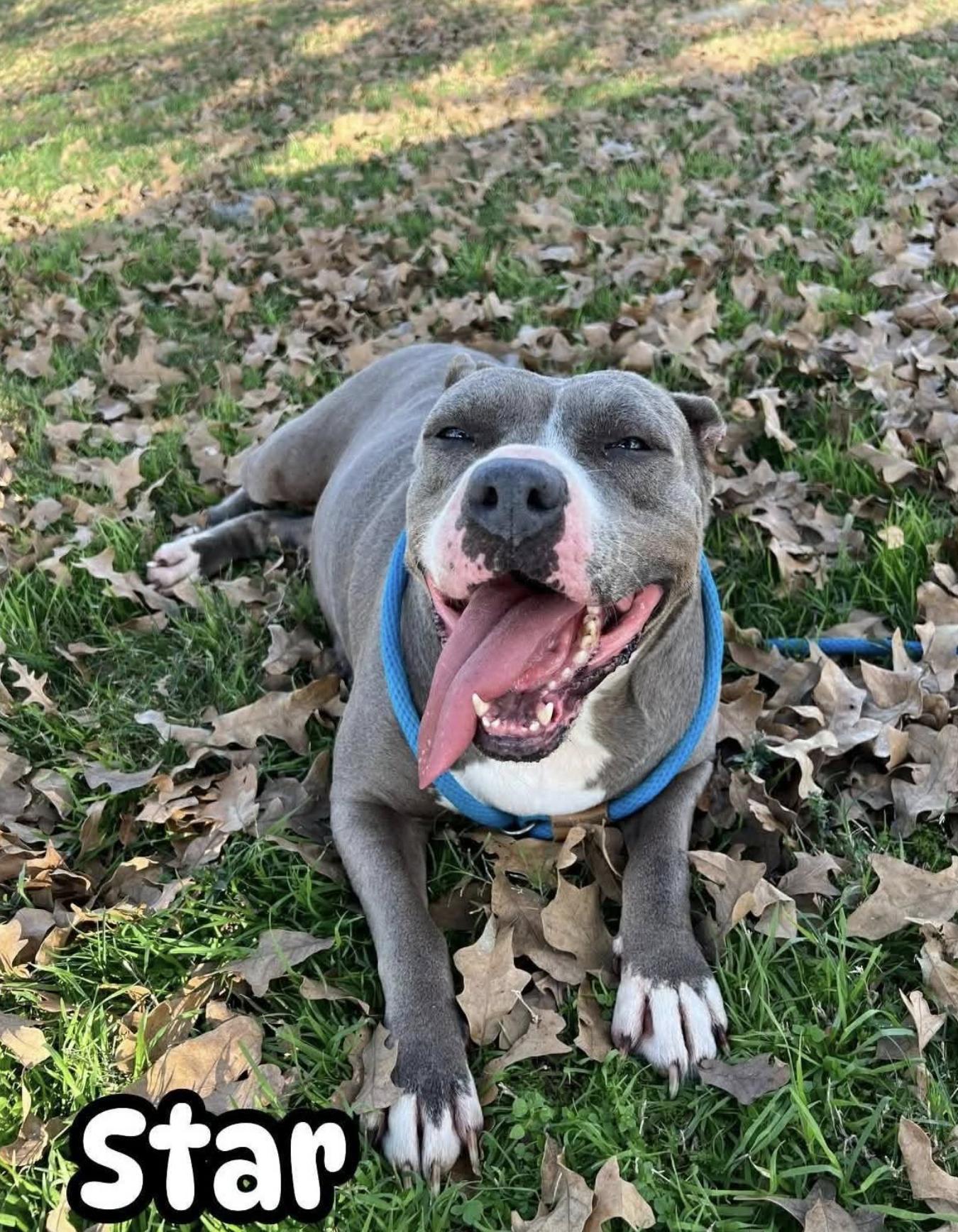 Star — thumbnail 4