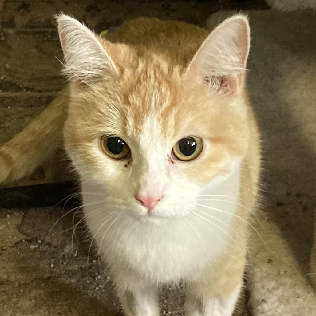 Enlarge Olivia, a Adoptable mixed breed in Grand Rapids, MN image 1/2