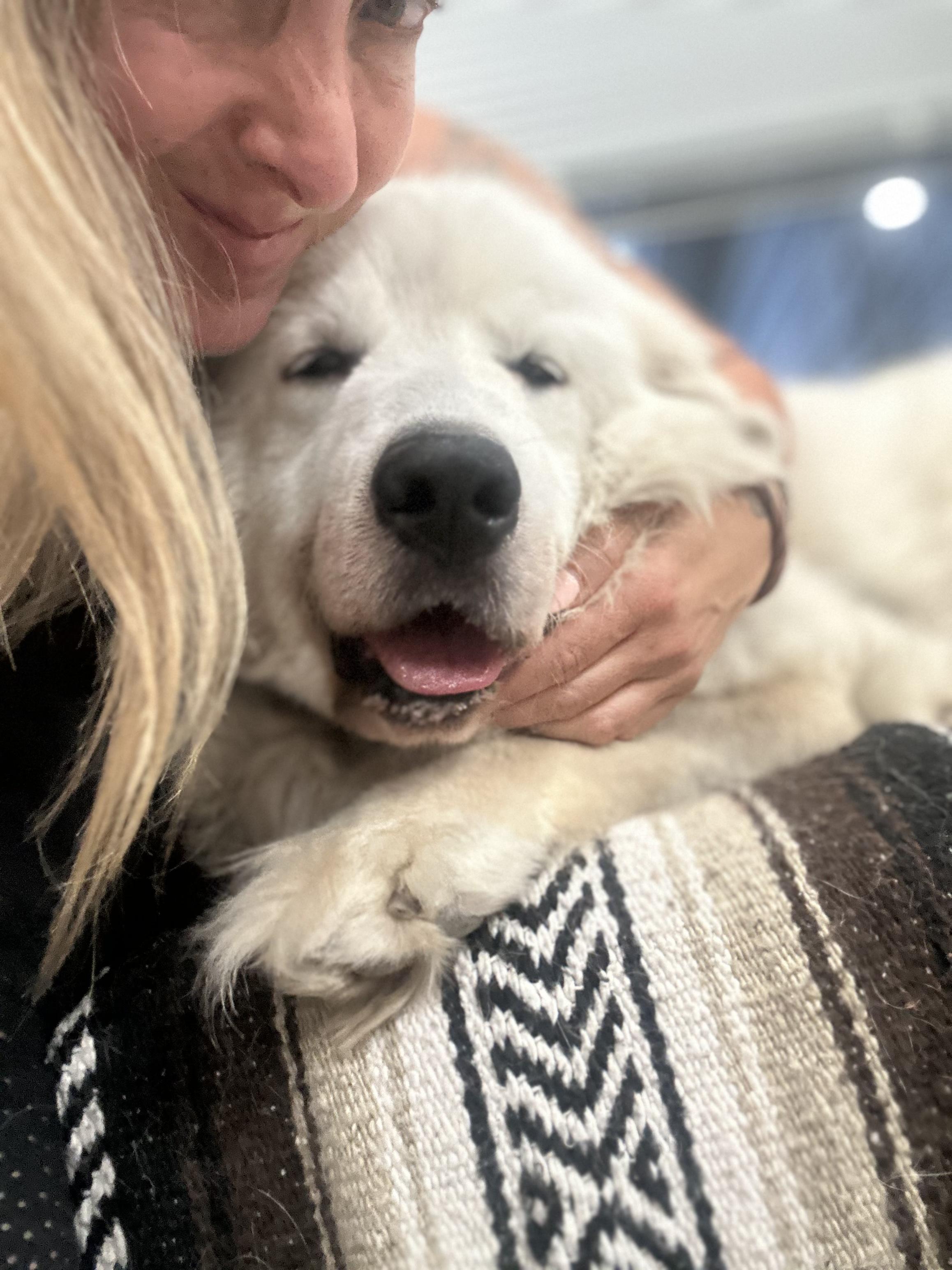 Winnie, an adopted Great Pyrenees in Mahwah, NJ image 5/6