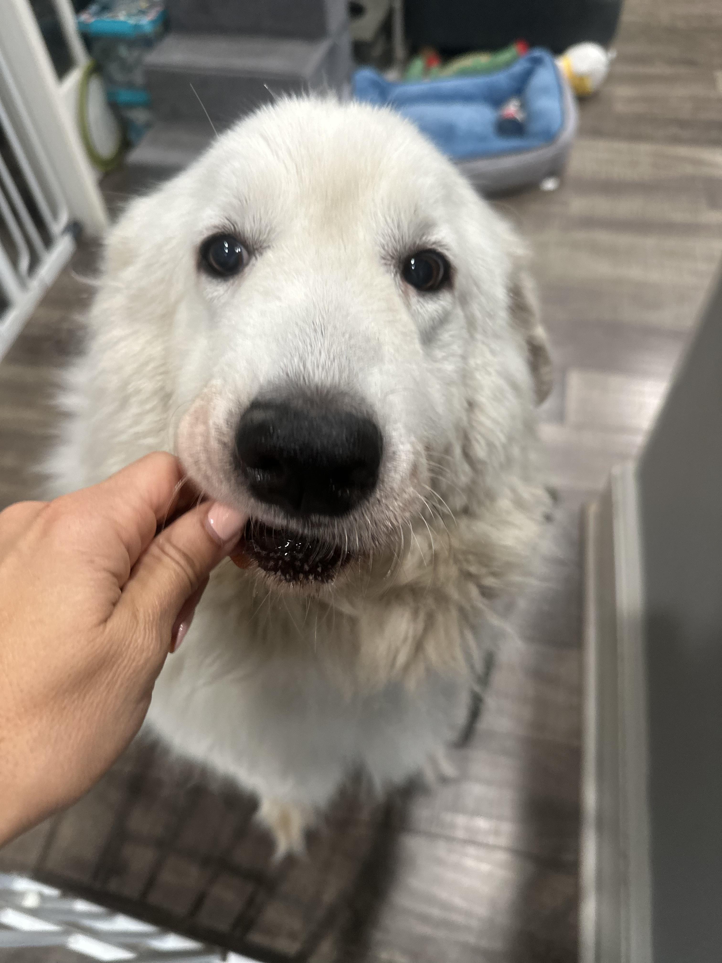 Winnie, an adopted Great Pyrenees in Mahwah, NJ image 2/6