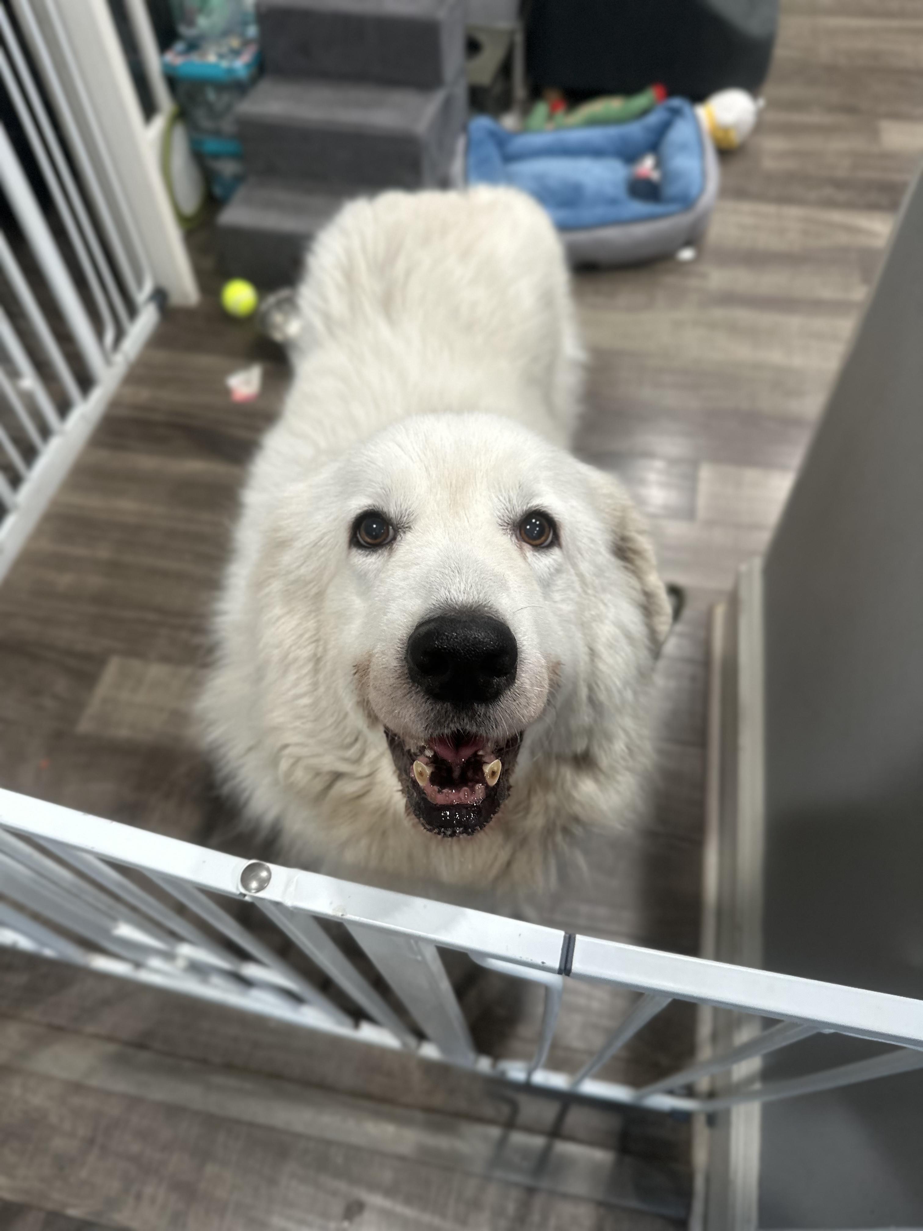 Winnie, adopted, Adult Female Great Pyrenees.