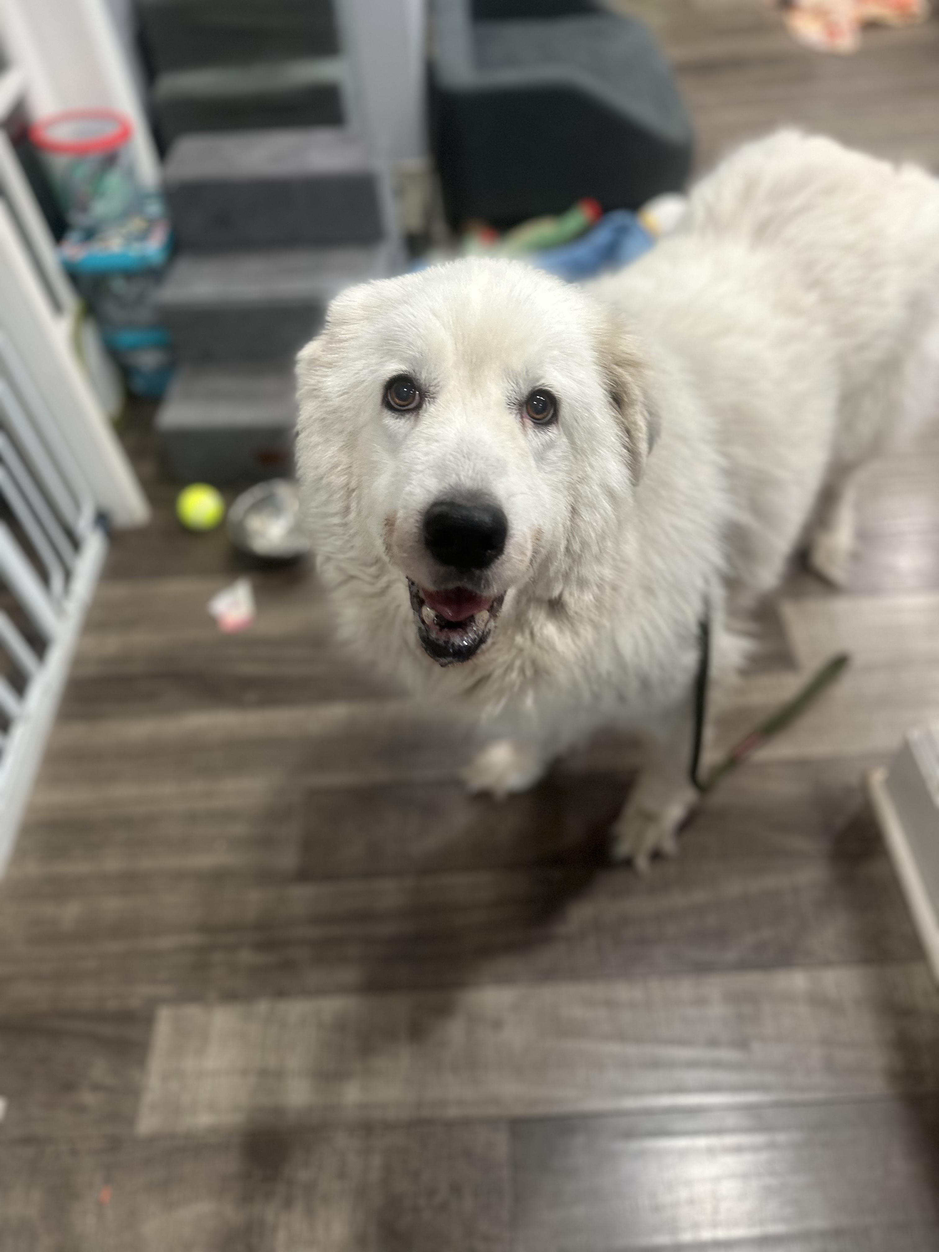 Winnie, an adopted Great Pyrenees in Mahwah, NJ image 6/6