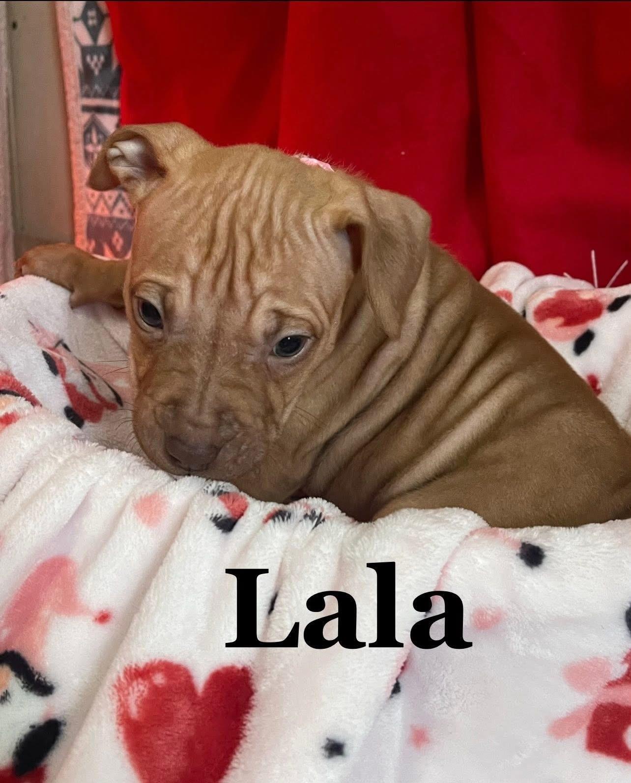 Lala , Adoptable, Puppy Female Mixed Breed.