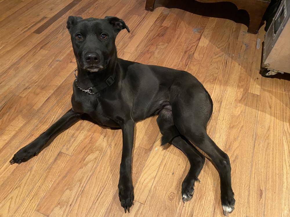 Enlarge Olive, a Adoptable mixed breed in los angeles, CA image 1/6