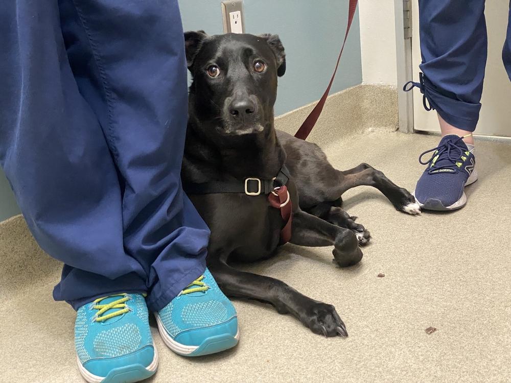 Enlarge Olive, a Adoptable mixed breed in los angeles, CA image 2/6