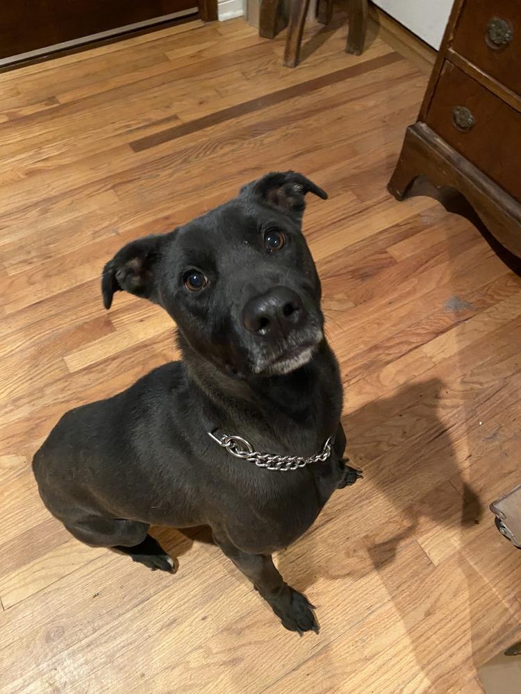 Enlarge Olive, a Adoptable mixed breed in los angeles, CA image 4/6