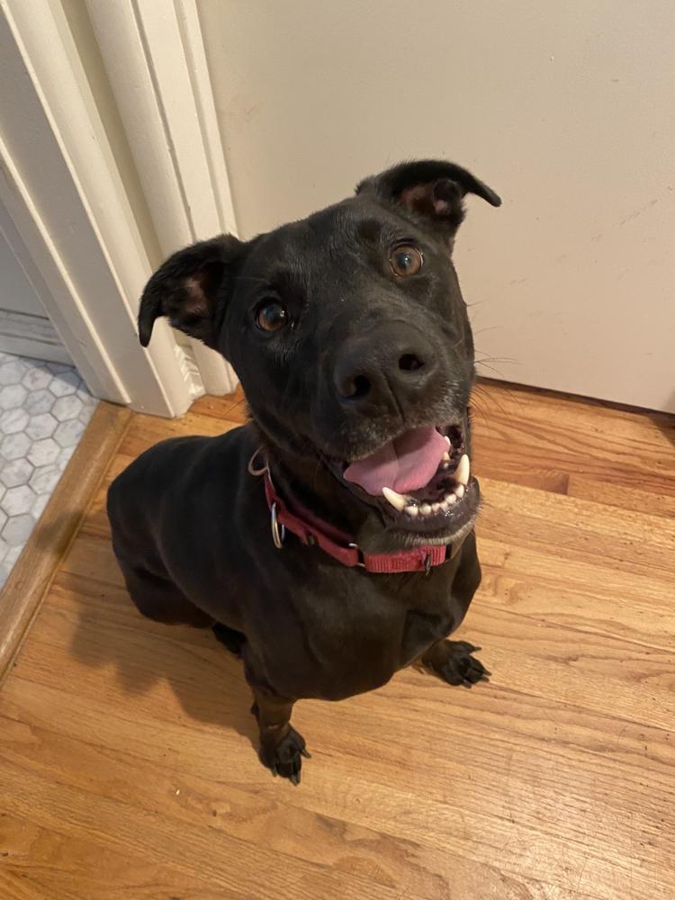 Enlarge Olive, a Adoptable mixed breed in los angeles, CA image 5/6