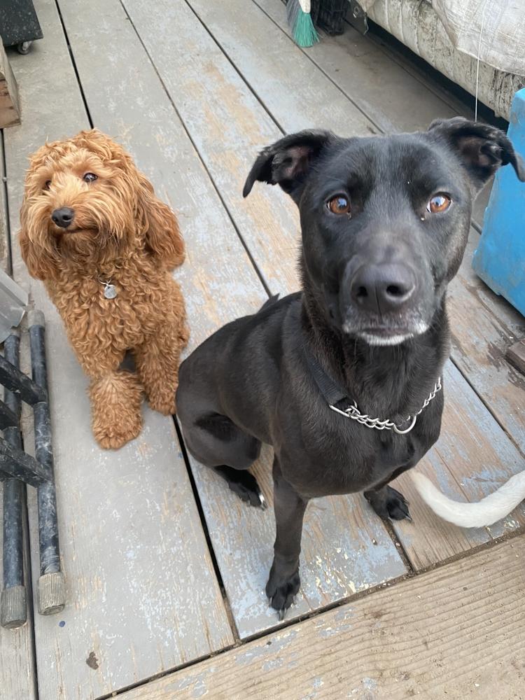 Olive, Adoptable, Young Female Labrador Retriever & Shepherd.