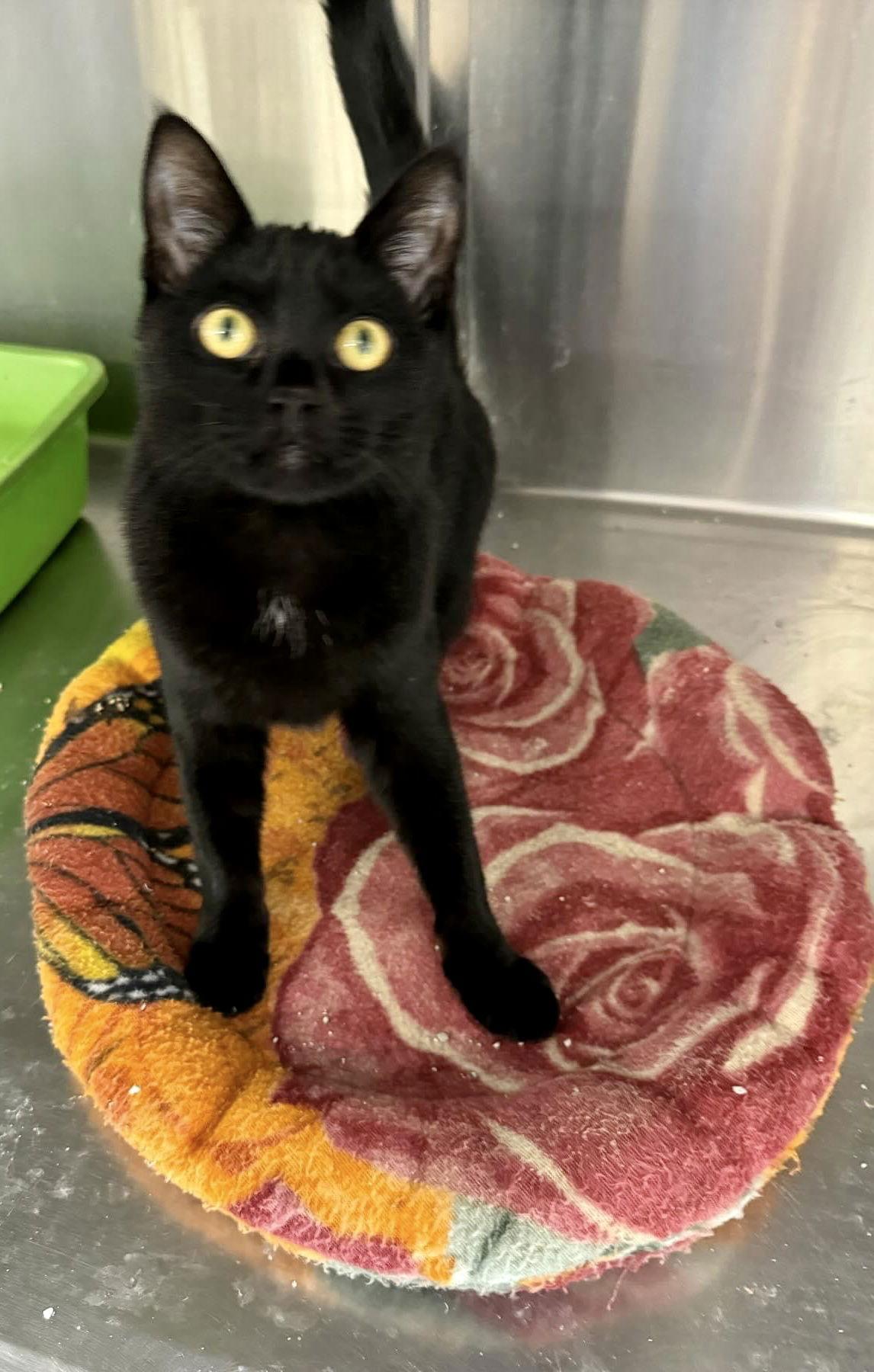 LESLIE, Adoptable, Young Female Domestic Short Hair & Domestic Short Hair.