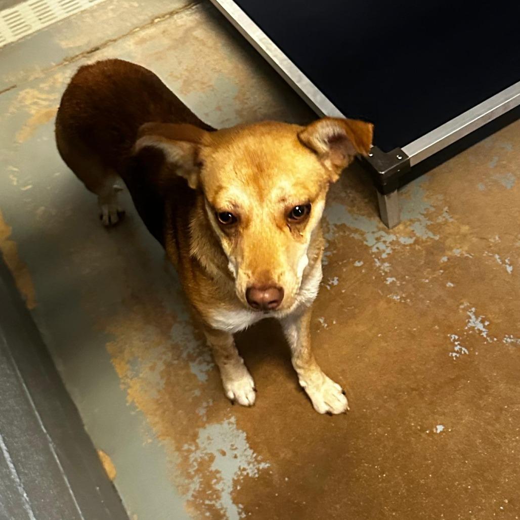 Enlarge Jezebelle, a Adoptable Mixed Breed in Gadsden, AL image 1/6