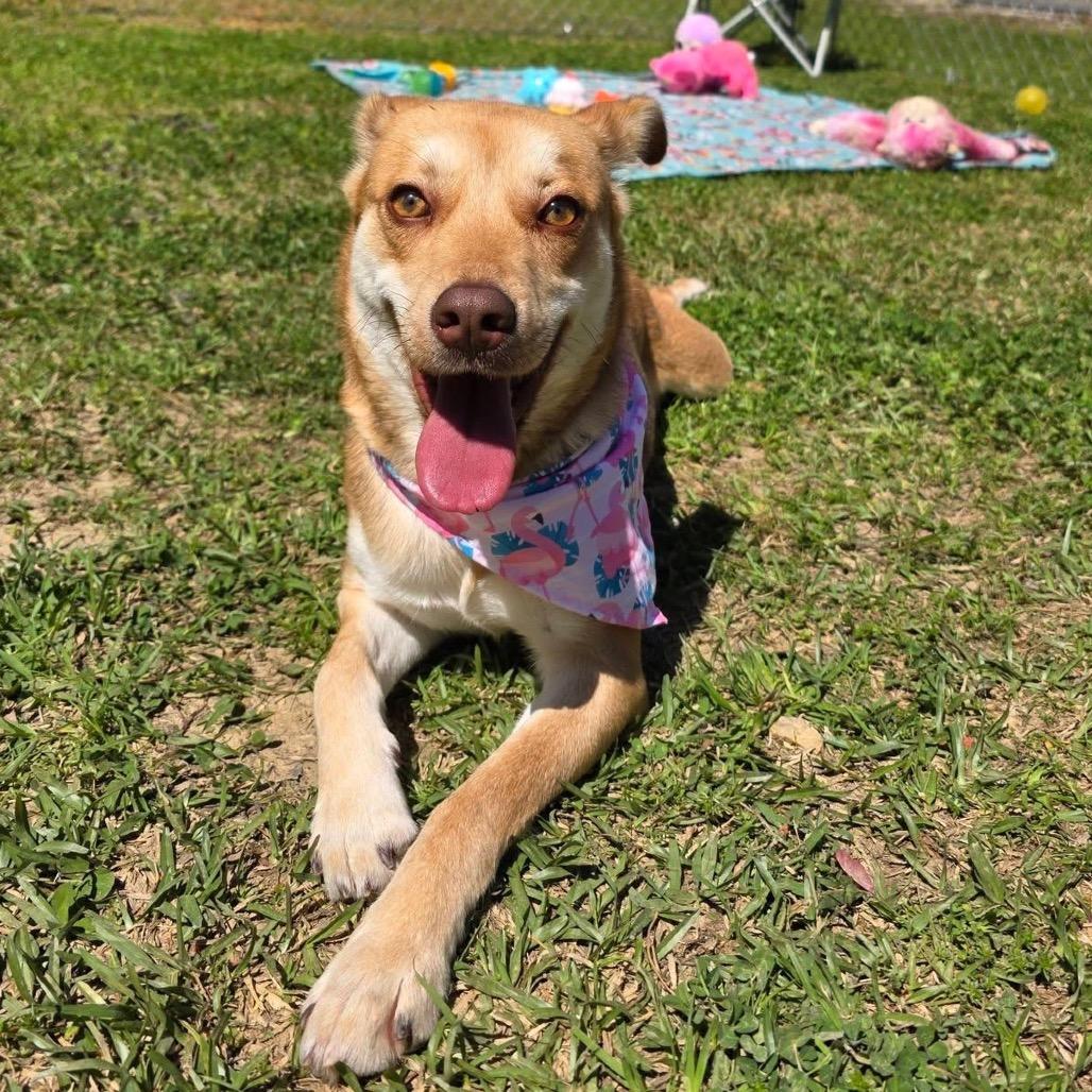 Enlarge Jezebelle, a Adoptable Mixed Breed in Gadsden, AL image 2/6