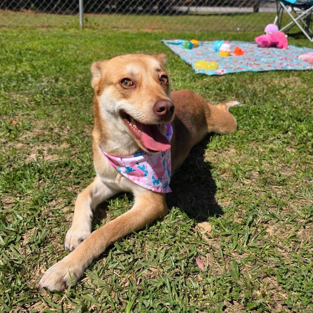 Enlarge Jezebelle, a Adoptable Mixed Breed in Gadsden, AL image 3/6