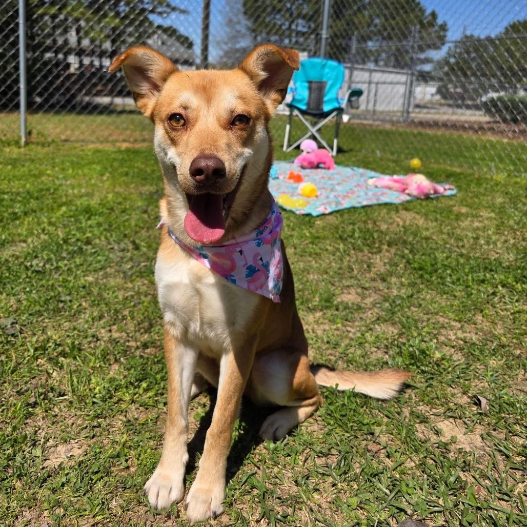 Enlarge Jezebelle, a Adoptable Mixed Breed in Gadsden, AL image 4/6