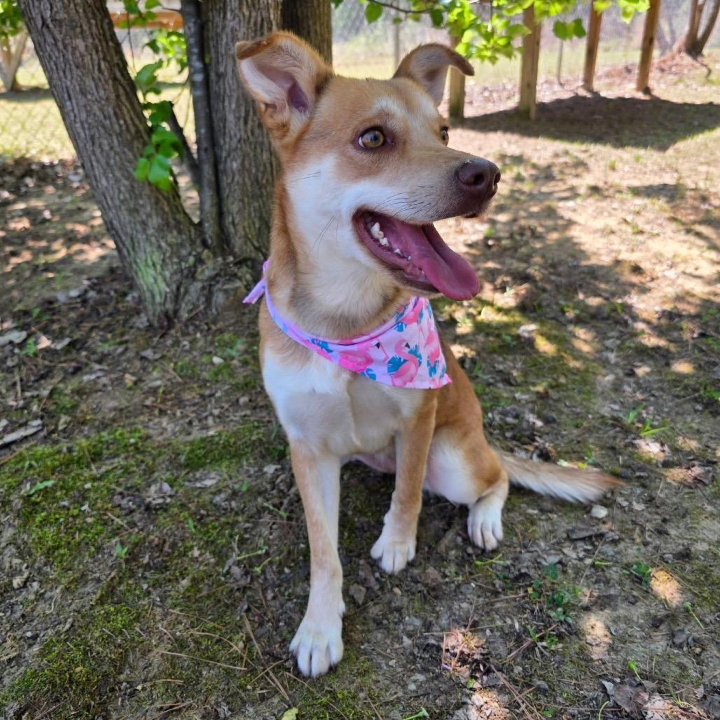 Enlarge Jezebelle, a Adoptable Mixed Breed in Gadsden, AL image 5/6