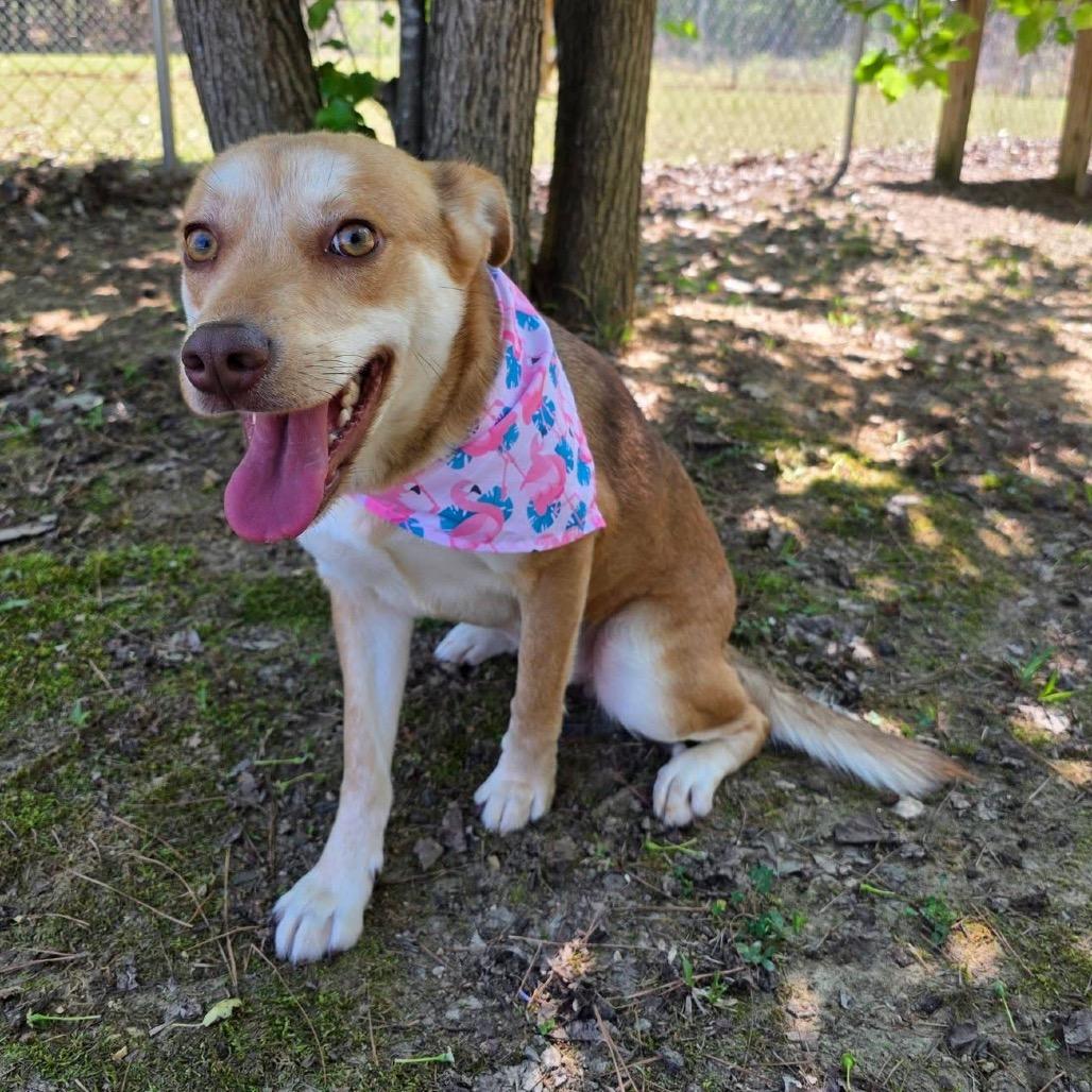 Enlarge Jezebelle, a Adoptable Mixed Breed in Gadsden, AL image 6/6