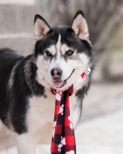 Enlarge CISCO, a Adopted Siberian Husky in Moab, UT image 1/1