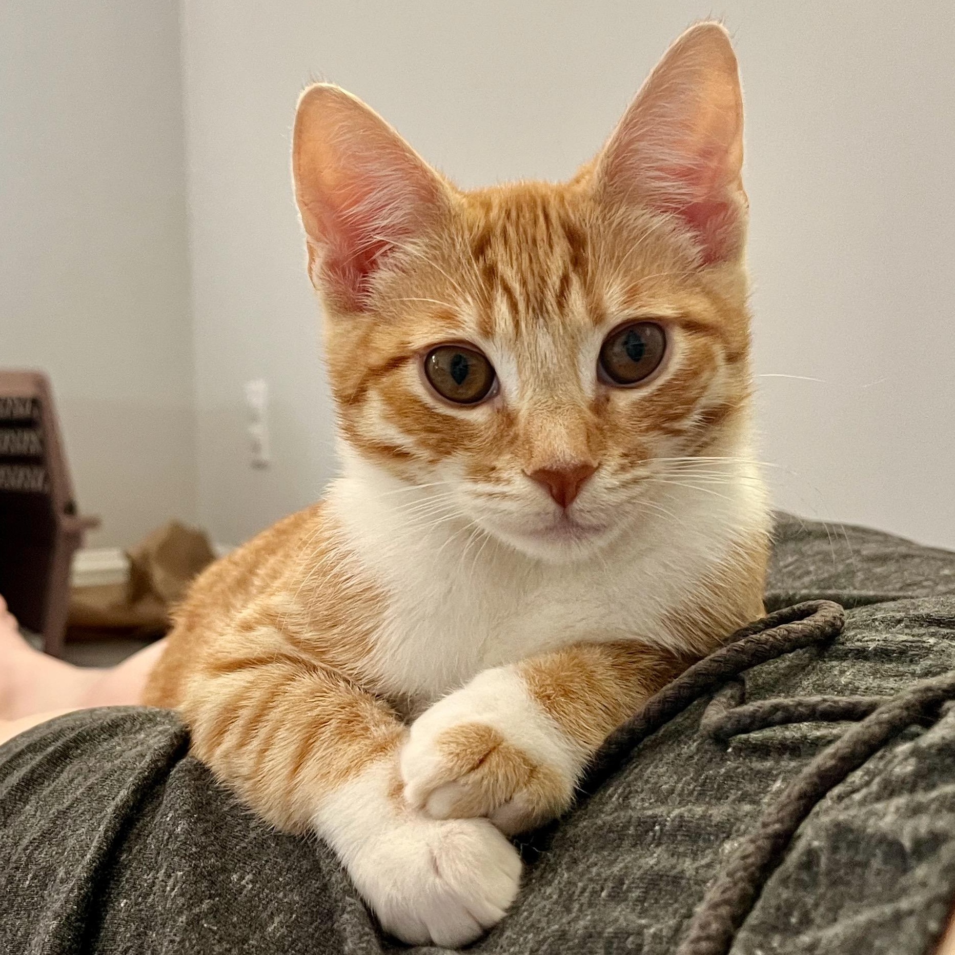 Wednesday, Adoptable, Young Female Domestic Short Hair.