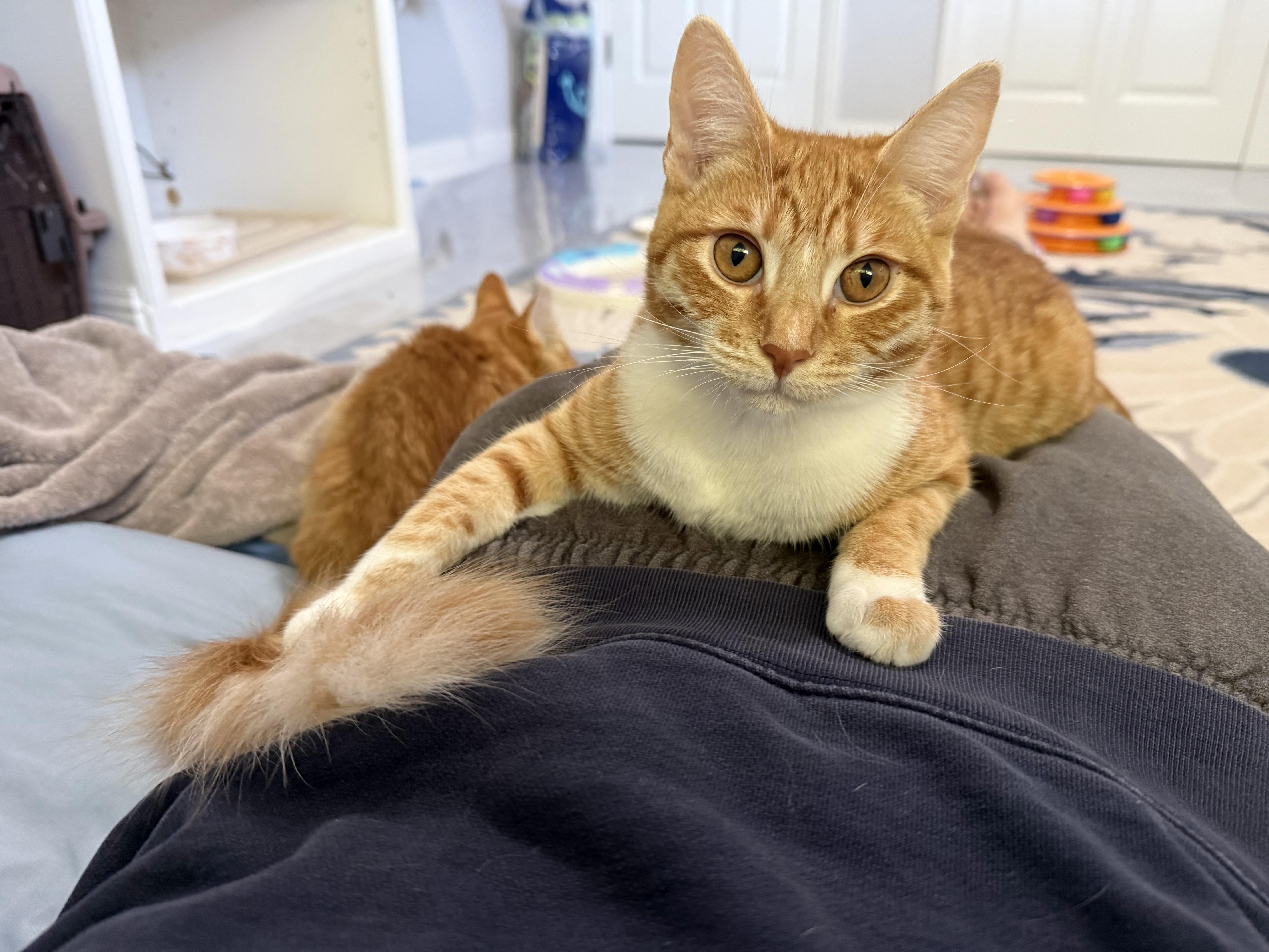 Enlarge Wednesday, a Adoptable Domestic Short Hair in San Carlos, CA image 2/6