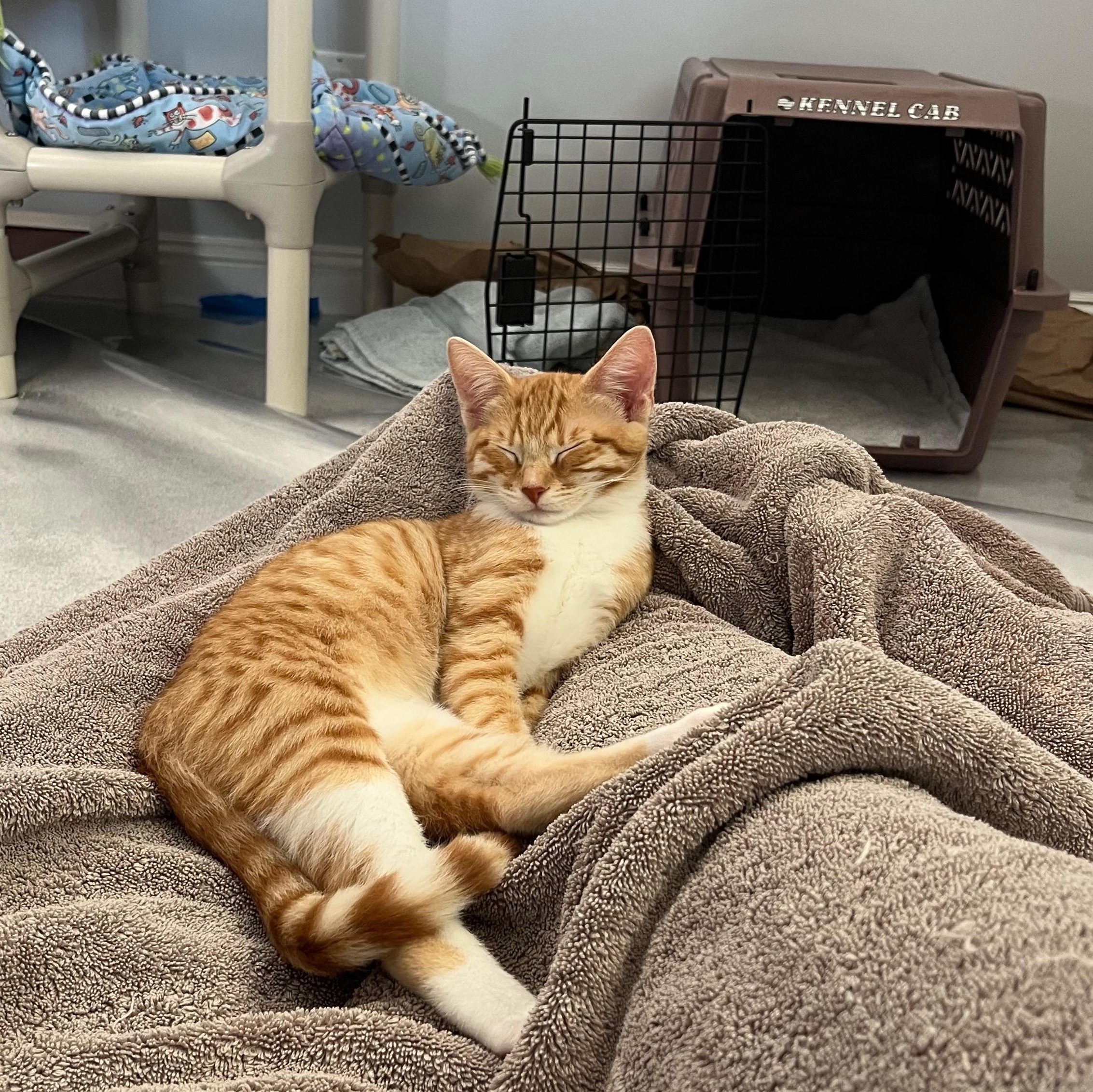 Wednesday, a Adoptable Domestic Short Hair in San Carlos, CA image 5/5