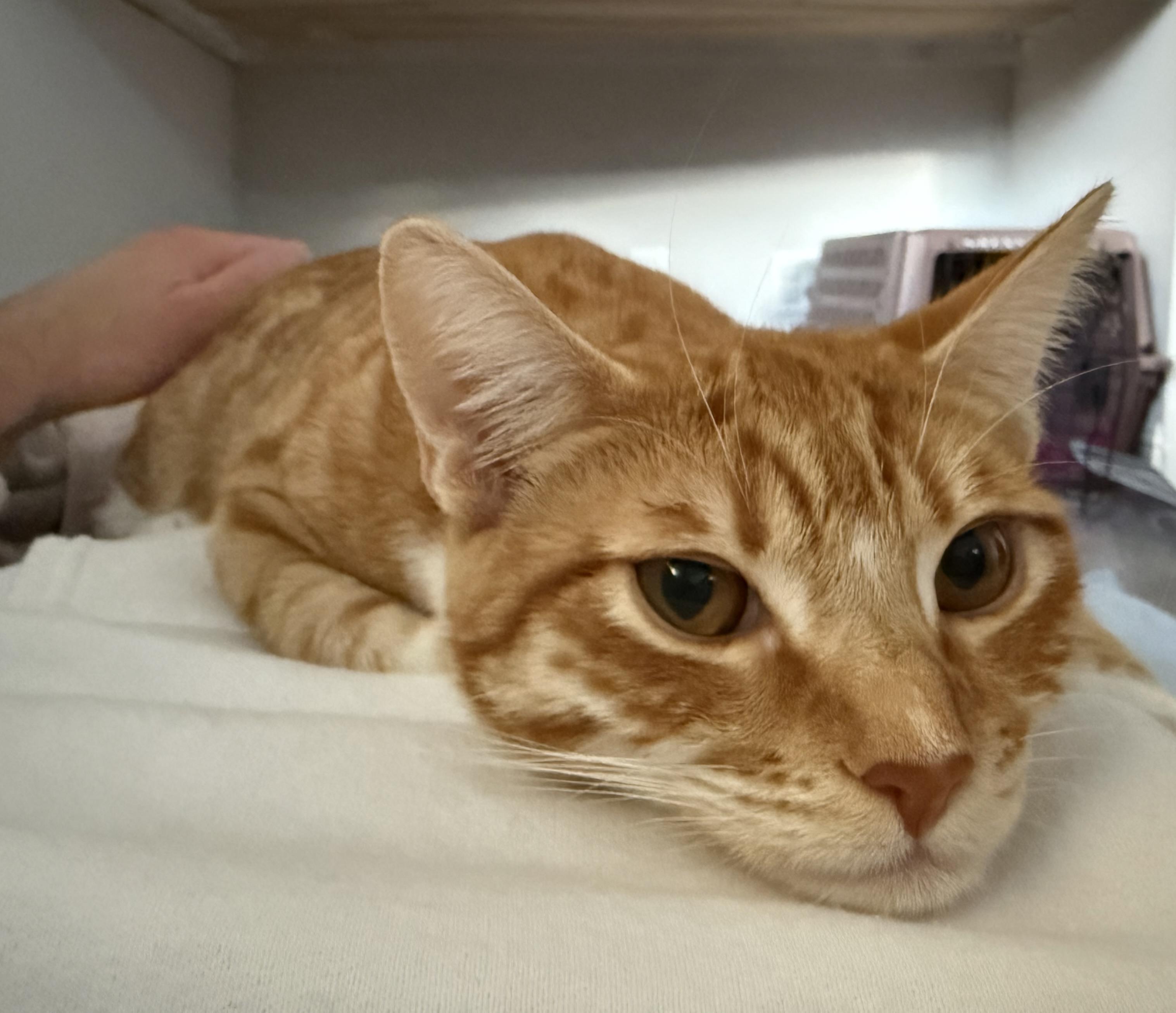 Enlarge Wednesday, a Adoptable Domestic Short Hair in San Carlos, CA image 5/6
