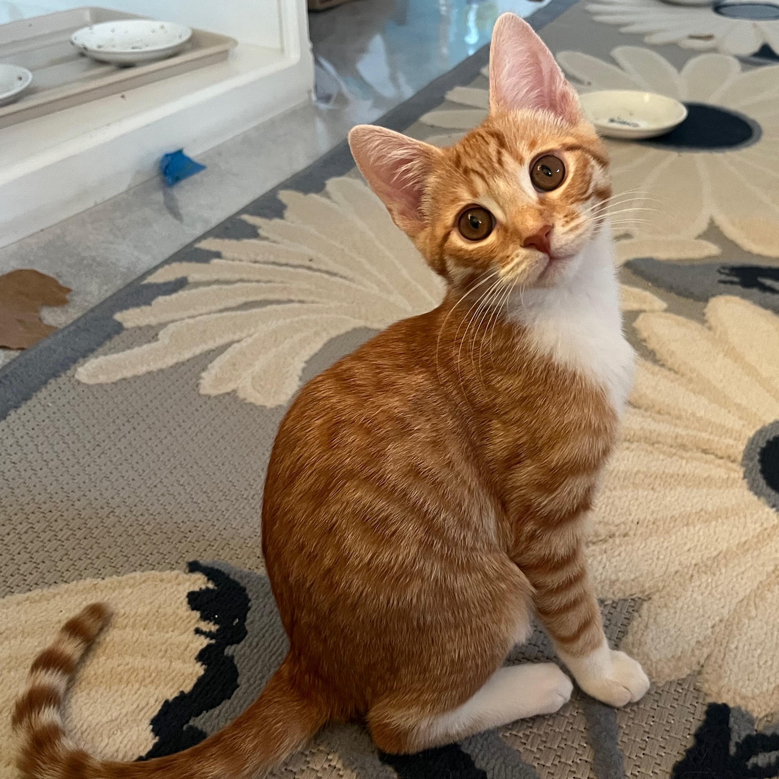 Wednesday, a Adoptable Domestic Short Hair in San Carlos, CA image 1/5