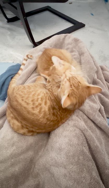 Enlarge Wednesday, a Adoptable Domestic Short Hair in San Carlos, CA video 4/5