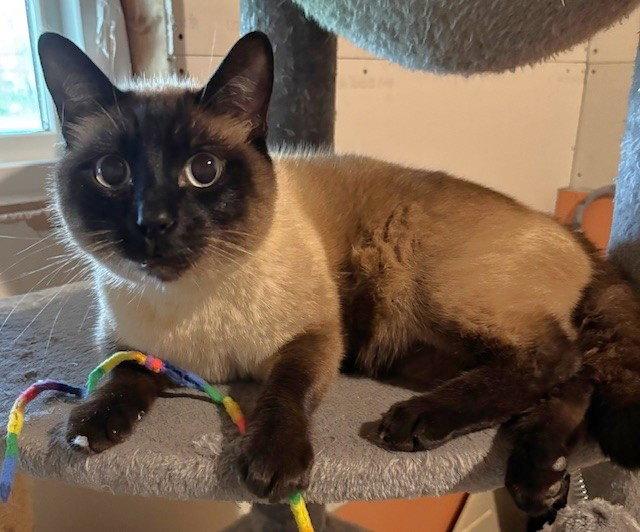 Bonsai and Buddy Boo, Adopted, Adult Male Siamese & Domestic Short Hair.