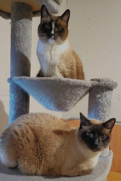 Enlarge Bonsai and Buddy Boo, a Adopted mixed breed in Shawnee, KS image 2/3