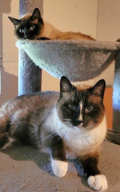 Enlarge Bonsai and Buddy Boo, a Adopted mixed breed in Shawnee, KS image 3/3