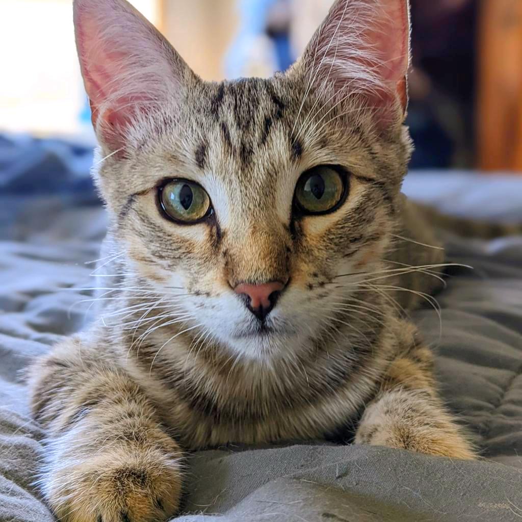 Dark 'n' Stormy, Adoptable, Adult Female Domestic Short Hair.