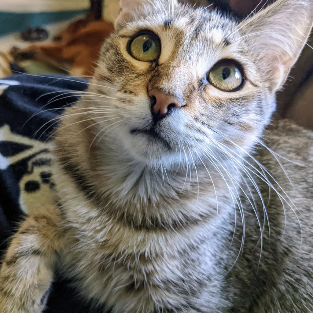 Enlarge Dark 'n' Stormy, a Adoptable Domestic Short Hair in Dallas, TX image 3/3