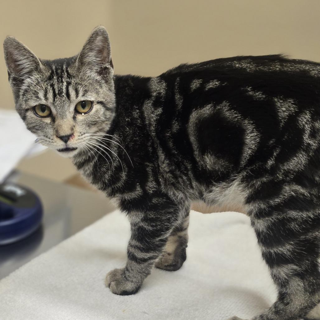 Enlarge Washington, a Adoptable Domestic Short Hair in Wickenburg, AZ image 1/1